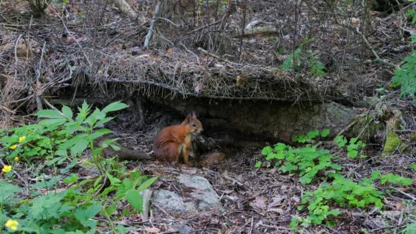 Wiewiórka Sciurus Vulgaris Znajduje Orzechy Lesie Zjada — Wideo stockowe