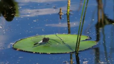 Lilypad Whiteface (Galerucella nymphaeae) bir nilüfer yaprağının üzerinde oturur..