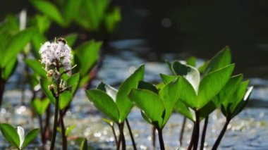 Su bitkisi üzerinde bir çiçek sineği (Menyanthes trifoliata). Yusufçuklar da yakınlarda uçar..