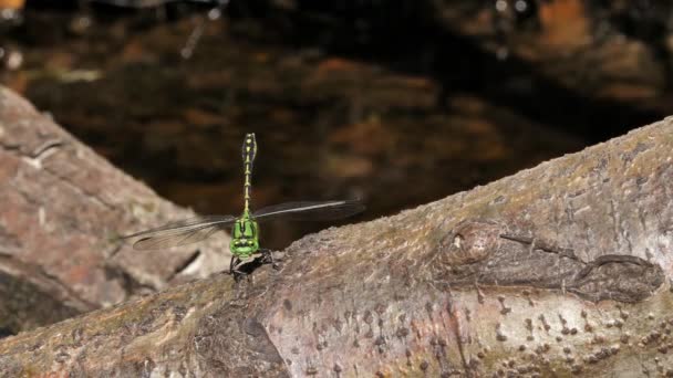 Зелена Змієхвоста Бабка Ophiogomphus Cecilia Сидить Дереві Звук Природної Річки — стокове відео
