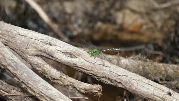 緑のスナケテールトンボ Ophiogomphus Cecilia は木の上に座り その翼を振動させて暖かくしています 川の自然音が入っています — ストック動画