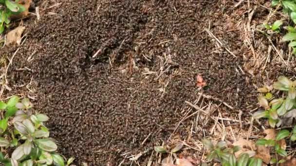 Winter Ants Wake Sun Starts Warm Nest Everyone Seems Hurry — Stock Video