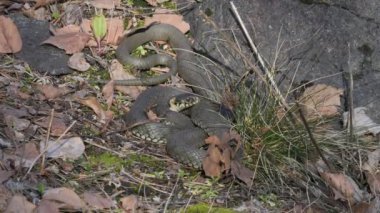 Bir yılan baharda güneşin tadını çıkarır. Bu Çim Yılanı (Natrix natrix). Halkalı yılan ve su yılanı olarak da bilinir.