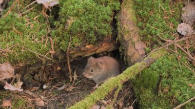 Bir çam ağacının rhizomu üzerinde yaygın kırmızı arka Köstebek (Myodes glareolus)
