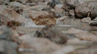 Taze Şelale Şelalesi Şelalesi Yazı akıyor