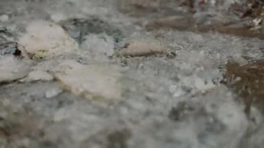 Taze Şelale Şelalesi Şelalesi Yazı akıyor