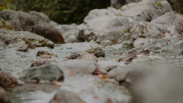 Свіжий Водоспад Каскадний Потік Літо — стокове відео