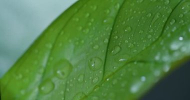 Macro Shot of Water Drops on Green Leaves Ecology Environment