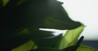 Macro Shot of Water Drops on Green Leaves Ecology Environment