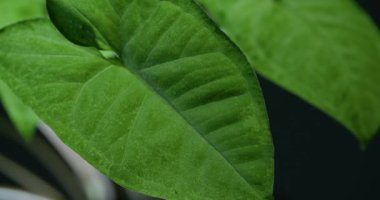 Macro Shot of Water Drops on Green Leaves Ecology Environment