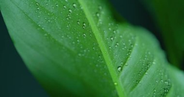 Macro Shot of Water Drops on Green Leaves Ecology Environment
