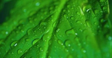 Macro Shot of Water Drops on Green Leaves Ecology Environment