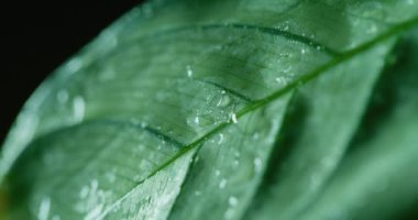 Macro Shot of Water Drops on Green Leaves Ecology Environment