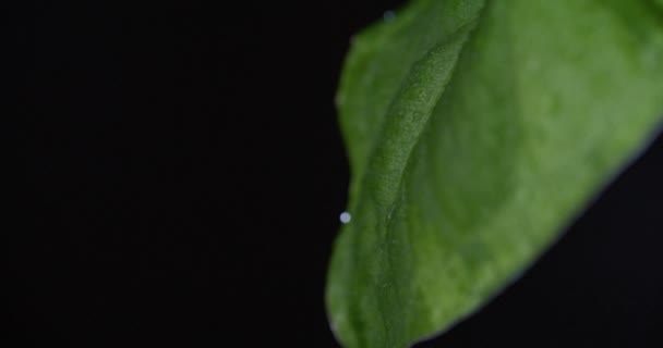Macro Shot Water Drops Green Leaves Ecology Environment — ストック動画