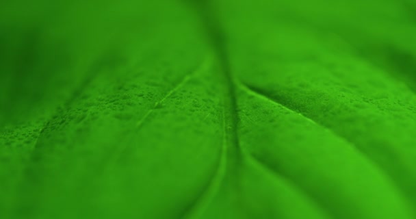 緑の葉の生態環境に水滴のマクロショット — ストック動画