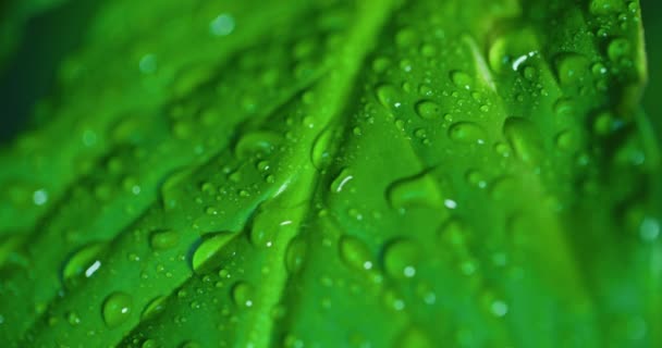 Капли Воды Зеленые Листья Экологическая Среда — стоковое видео