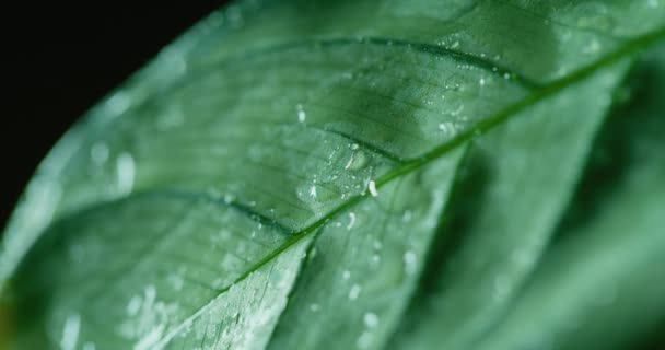 Macro Shot Water Drops Green Leaves Ecology Environment — ストック動画