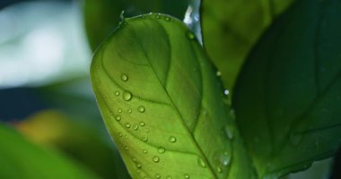 Macro Shot of Water Drops on Green Leaves Ecology Environment