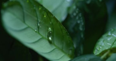 Macro Shot of Water Drops on Green Leaves Ecology Environment