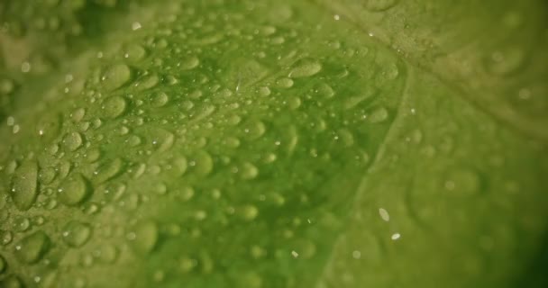 Macro Shot Gotas Agua Hojas Verdes Ecología Medio Ambiente — Vídeos de Stock