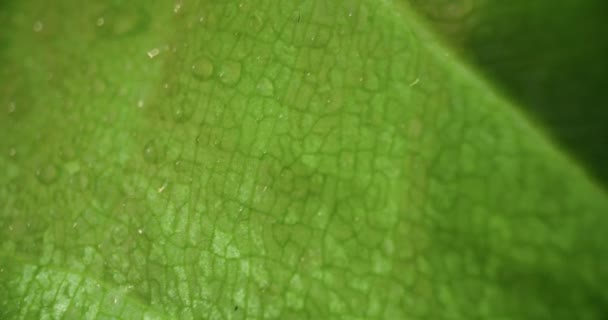 绿叶生态环境中的水滴宏观调控 — 图库视频影像