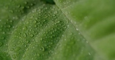 Macro Shot of Water Drops on Green Leaves Ecology Environment