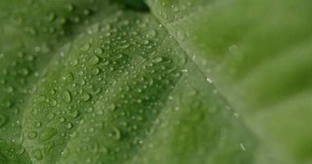 Macro Shot Water Drops Green Leaves Ecology Environment — Stock videók
