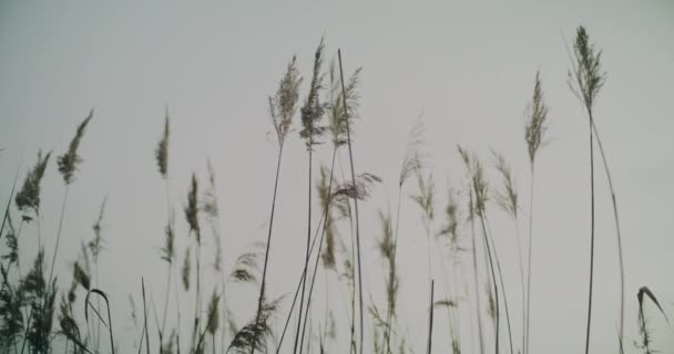 Slowmotion Shot Waving Grasses Pond Autumn — Stock Video