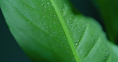Macro Shot of Water Drops on Green Leaves Ecology Environment