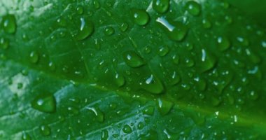 Macro Shot of Water Drops on Green Leaves Ecology Environment