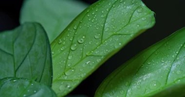 Macro Shot of Water Drops on Green Leaves Ecology Environment
