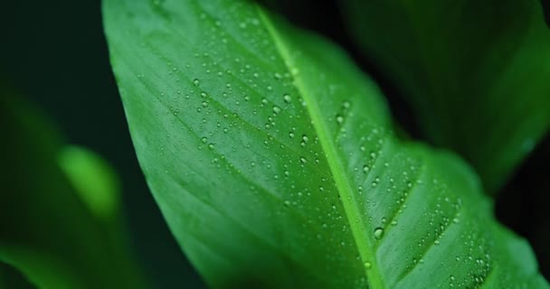 Macro Shot Water Drops Green Leaves Οικολογικό Περιβάλλον — Αρχείο Βίντεο