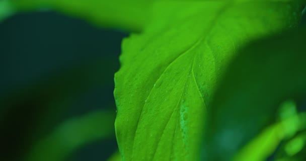Macro Shot Water Drops Green Leaves Ecology Environment — Vídeo de Stock