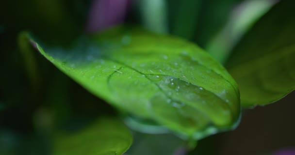 Macro Shot Water Drops Green Leaves Οικολογικό Περιβάλλον — Αρχείο Βίντεο