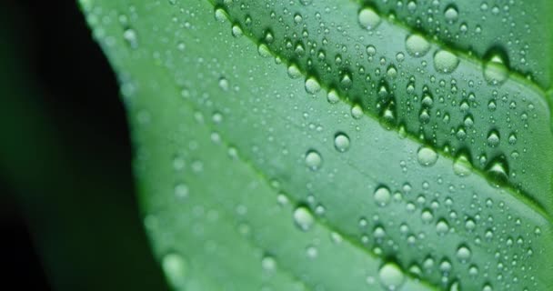 Macro Shot Water Drops Green Leaves Ecology Environment — Stock videók
