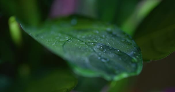 Macro Shot Water Drops Green Leaves Ecology Environment — Vídeo de Stock