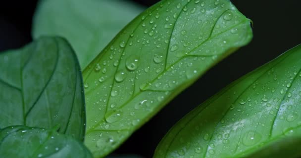 Macro Shot Water Drops Green Leaves Ecology Environment — Stockvideo