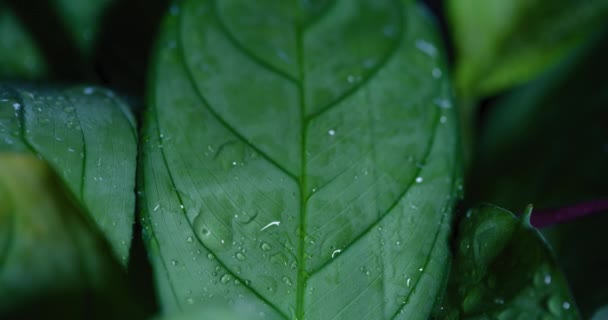 Macro Shot Water Drops Green Leaves Ecology Environment — Video Stock