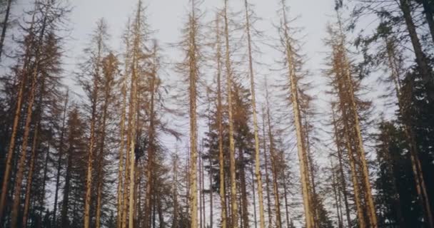 Лес Расположен Горах Сцена Мирная Спокойная Вызывающая Чувство Спокойствия Спокойствия — стоковое видео