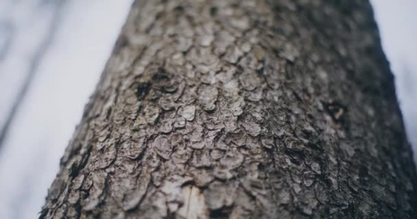 나무줄기의 모양을 한아름다움 특징이 드러납니다 — 비디오