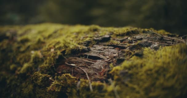 나무줄기의 모양을 한아름다움 특징이 드러납니다 — 비디오