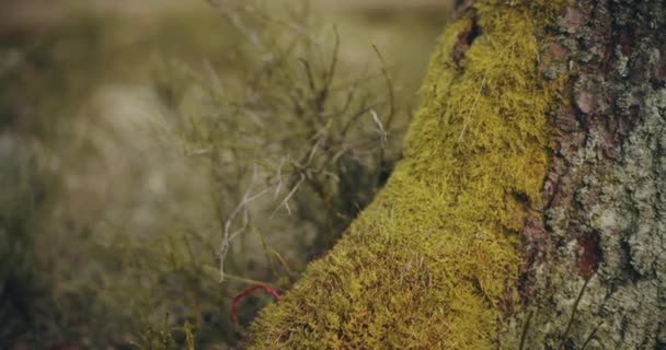 Rindenmuster Auf Einem Baumstamm Die Die Einzigartige Schönheit Und Den — Stockvideo