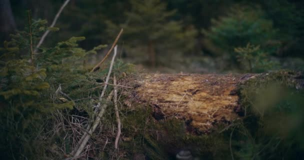 Bark Mönster Trädstam Avslöjar Den Unika Skönhet Och Karaktär Varje — Stockvideo