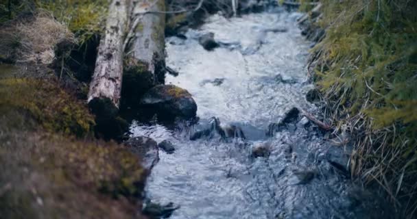 Small Stream Crystal Clear Water Flows Gently Rocky Terrain Mountain — Stock Video