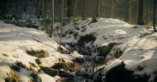 Kış Şelalesi Bir Dağdan Aşağı Akar Tatlı Karla Kaplı Dağların — Stok video