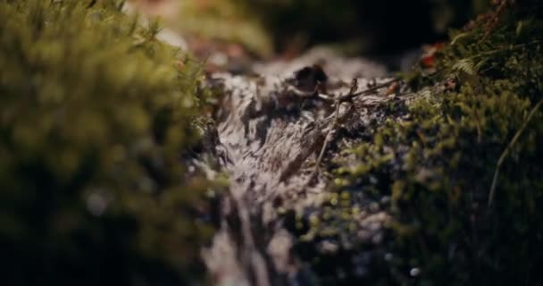 Водопад Пресной Водой Расположенный Самом Сердце Гор Представляет Собой Живописную — стоковое видео