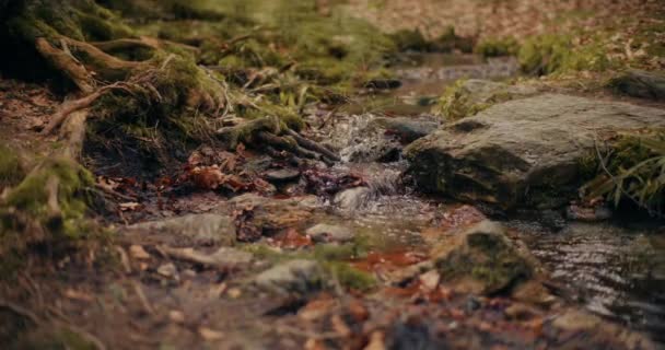 Cascada Apă Proaspătă Amplasată Inima Munților Oferă Scenă Pitorească Rapizi — Videoclip de stoc