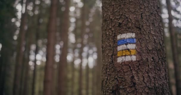 Жіночі Туристичні Гори Жінка Полюбляє Скандинавську Ходьбу Горах Лісах Гуляє — стокове відео