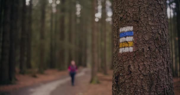 Feminino Montanhas Turísticas Mulher Gosta Caminhar Nórdico Nas Montanhas Florestas — Vídeo de Stock