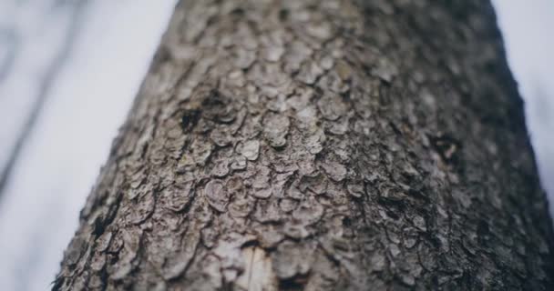 Close Bark Uma Árvore Velha Meio Floresta — Vídeo de Stock